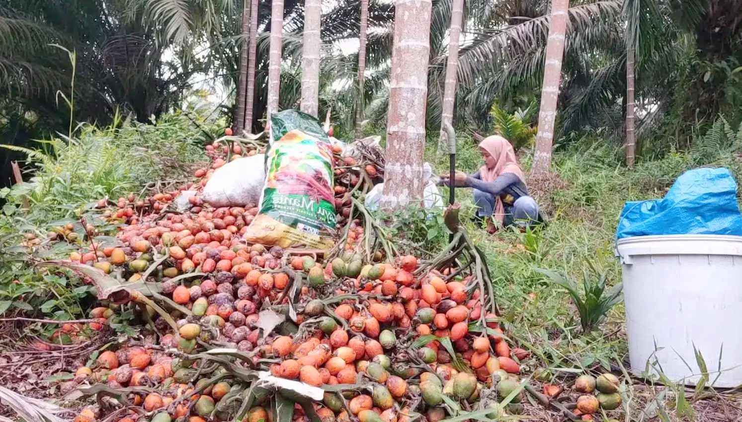 Betel Nuts Supplier